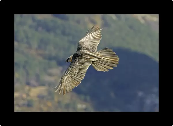 Lammergeier - Flying over valley showing their beard and large tail - November - Pyrenees - Spain