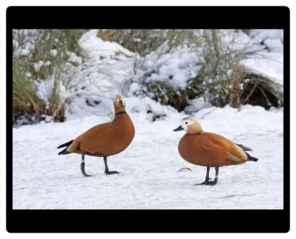 Ruddy Shelduck - Pair of adult birds resting on the surface of a snow covered, frozen lake