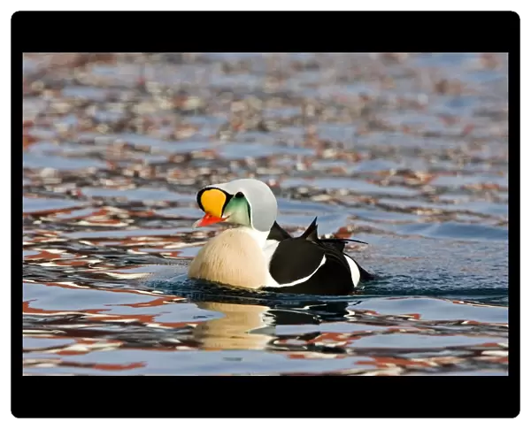 King Eider - Swimming with ripples on water - April, Varanger - Fjord - Norway
