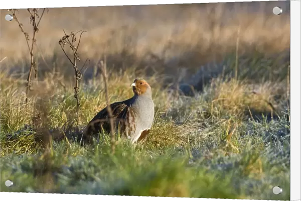 Grey Partridge - male on rough grassland frost, early morning, February. Narborough, Norfolk, U. K