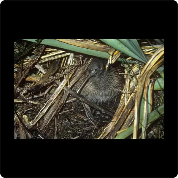 Stewart Island Brown Kiwi  /  Tokoeka - emerging from sleepin quarters