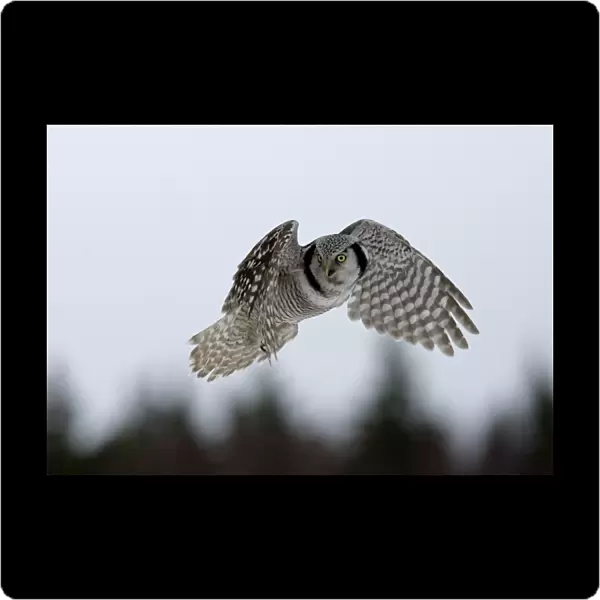 Hawk Owl - hovering with forest in background - March - Finland