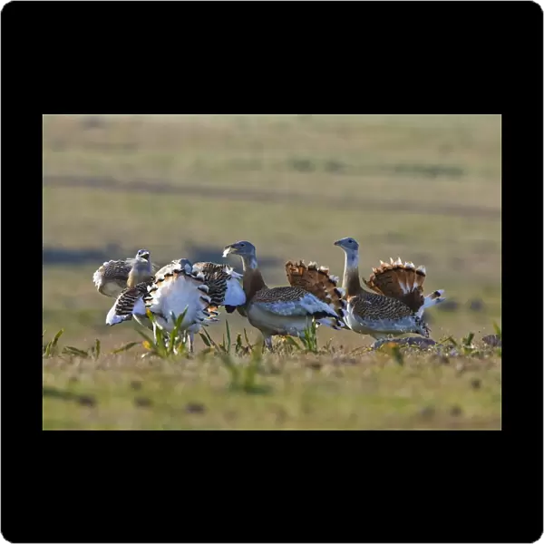 Great Bustard - young males fighting on spanish stepps. Extremadura Spain