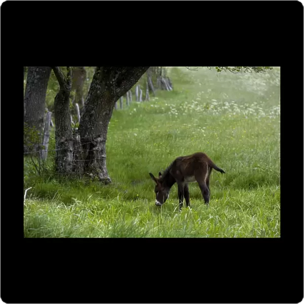 Donkey - foal in field
