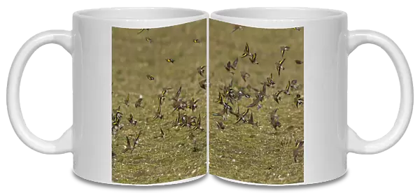 Goldfinch and Linnet - mixed flock flying over uncultivated field - Gooderstone - Norfolk - UK