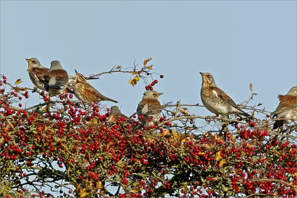 Fieldfare & Redwing - perched on Hawthorn bush October. Breckland Norfolk UK