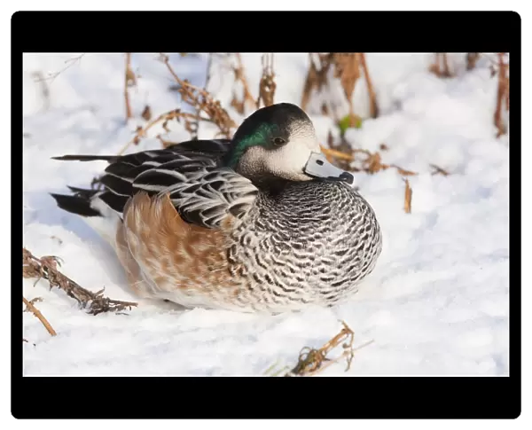 American Wigeon - Single adult drake resting in the snow