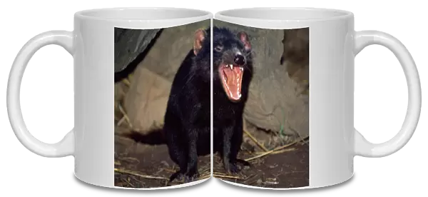 Tasmanian Devil - showing teeth - snarling in rage at adversary - Tasmania