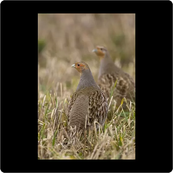 Grey Partridge - male and Female standing in late winter barley stubble, March. Narborough, Norfolk, U. K