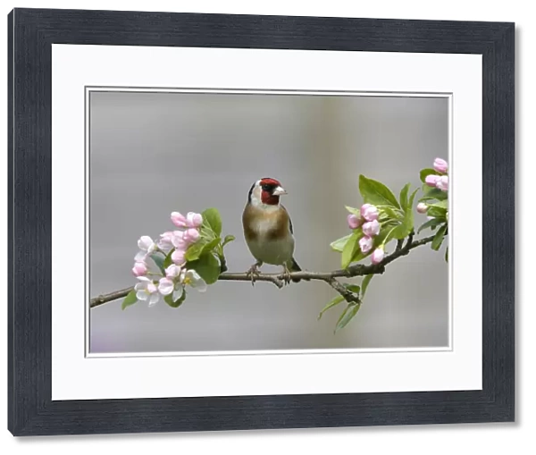 Goldfinch - perched on branch with Spring blossom - April - Breckland - UK