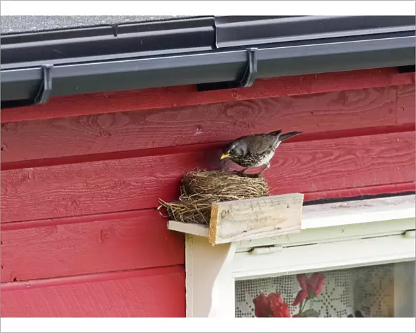 Fieldfare - at artificial nest site above window frame. Varanger Fjord Norway