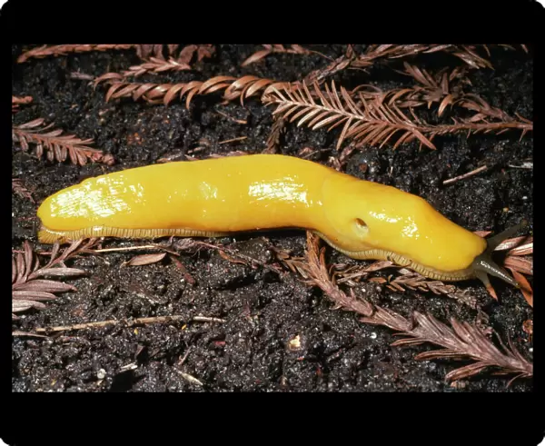 Banana Slug - Gastropoda. Half Moon Bay, California, USA