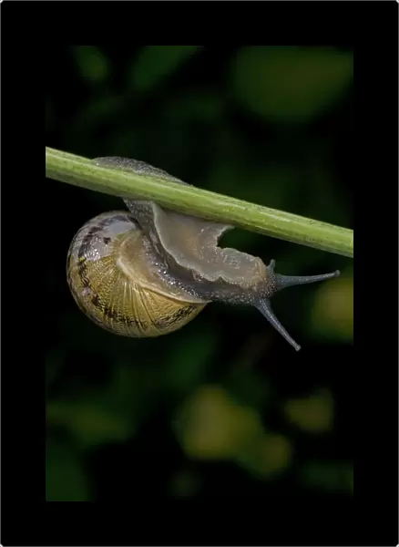 Garden Snail - England - UK - Native to Mediterranean region of western Europe-northern Africa and Great Britain