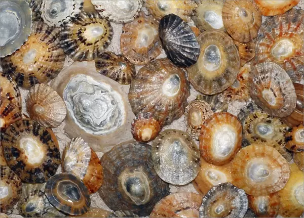 Common Limpet Shells - on coast at Bamburgh, Northumberland, England