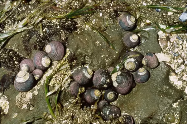 Black Turban Sea Snail Moss beach, California, USA