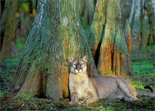 Florida Cougar  /  Mountain Lion  /  Puma. Florida - USA. endangered species. Also known as the Florida Panther. MR365
