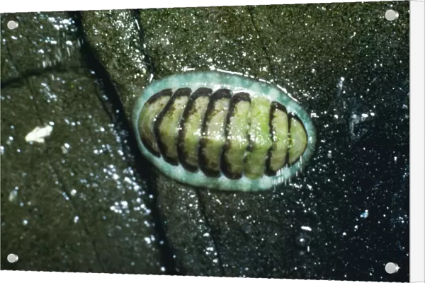 Chiton  /  Coat of Mail Shell