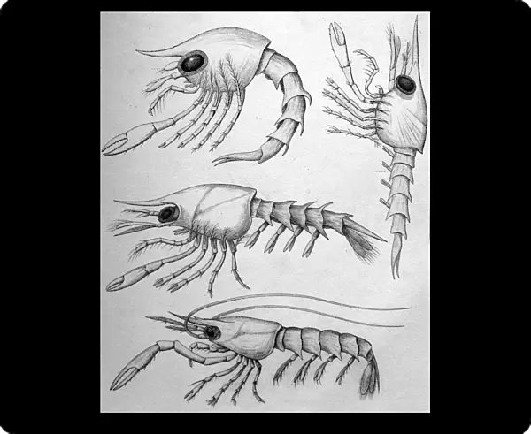 Black & White Illustration: Crab zoea larvae. Pagurus etc