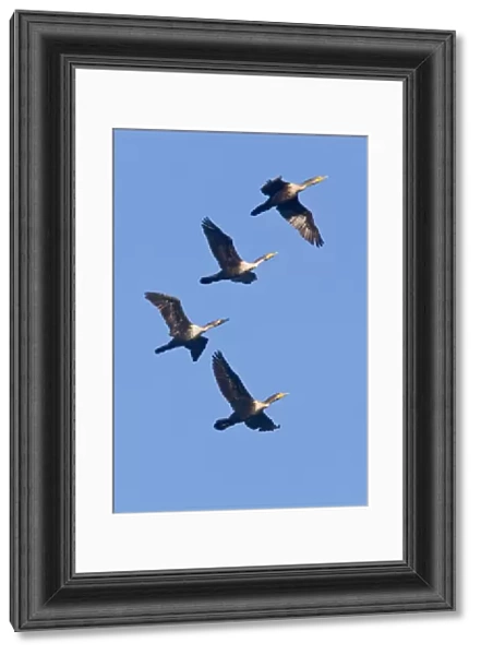 Double-crested Cormorants - in flight - California - United States