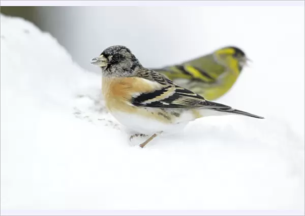 Brambling - male feeding on ground in winter snow - Hessen - Germany