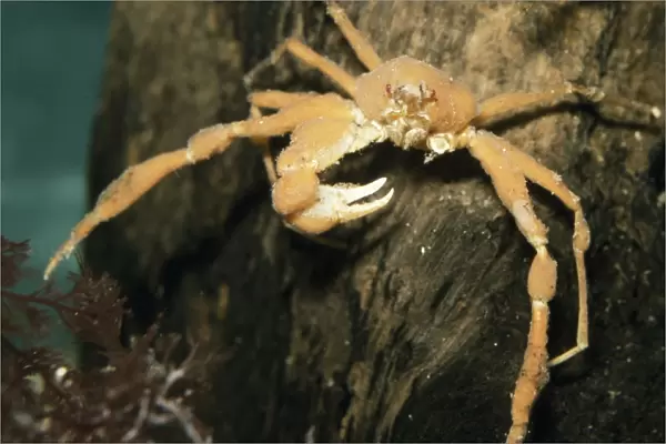 Scorpion Spider Crab - missing a claw Europe coasts