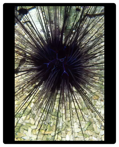 Long-spined Sea Urchin - dangerously venomous spines
