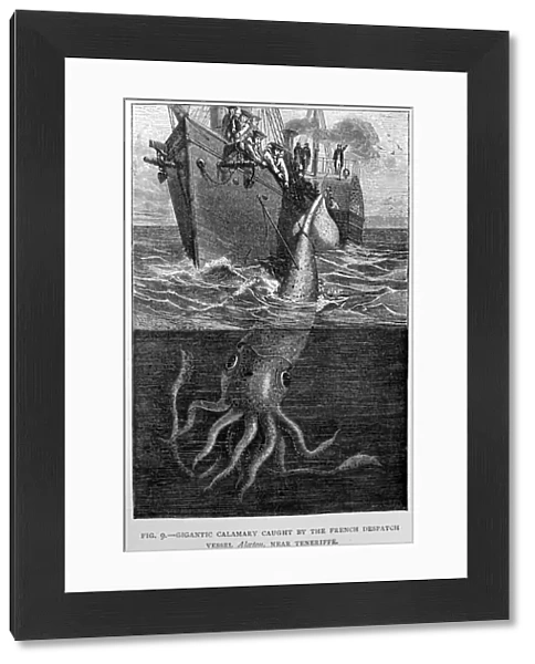 Black & White Illustration: Giant squid- historic specimen 2