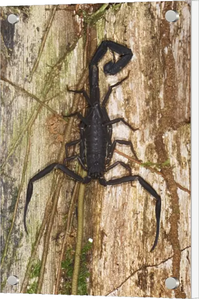 Scorpion San Cipriano Reserve, Cauca, Colombia