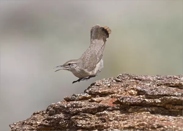 Rock Wren - in flight - January - Anza Borrego Desert - California - USA