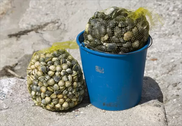 Bag of cockles and bucket of mussels Vilanova Galicia Spain