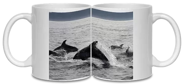 Pacific White-sided Dolphin - group leaping. Johnstone strait - British Colombia - Canada
