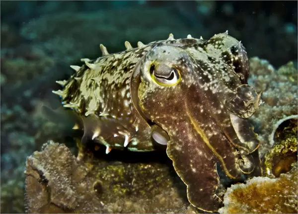 Reef Cuttlefish - cuttlefish have the ability to instantly change colour and texture - Papua New Guinea