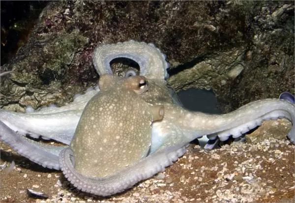 Common octopus Dolphinarium, Port Elisabeth. South Africa
