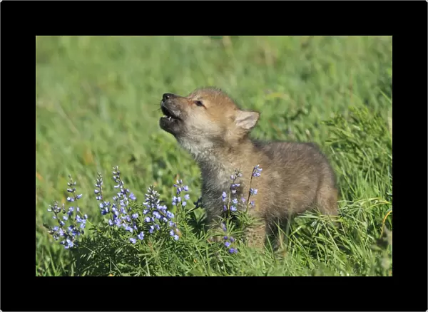 Timber  /  Grey Wolf - cub calling. Minnesota - USA