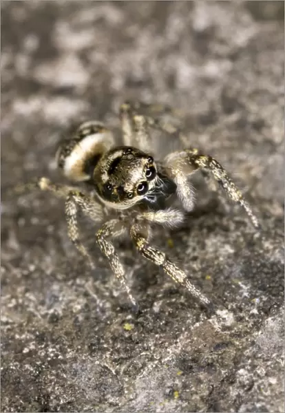 Zebra Jumping Spider - Hunting on a wall Note huge eyes UK garden