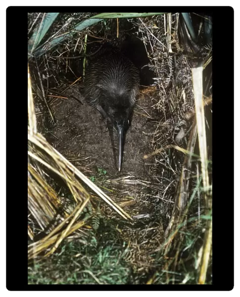 Tokoeka  /  Stewart Island Brown Kiwi - female leaving breeding burrow 