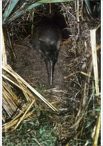 Tokoeka  /  Stewart Island Brown Kiwi - female leaving breeding burrow 