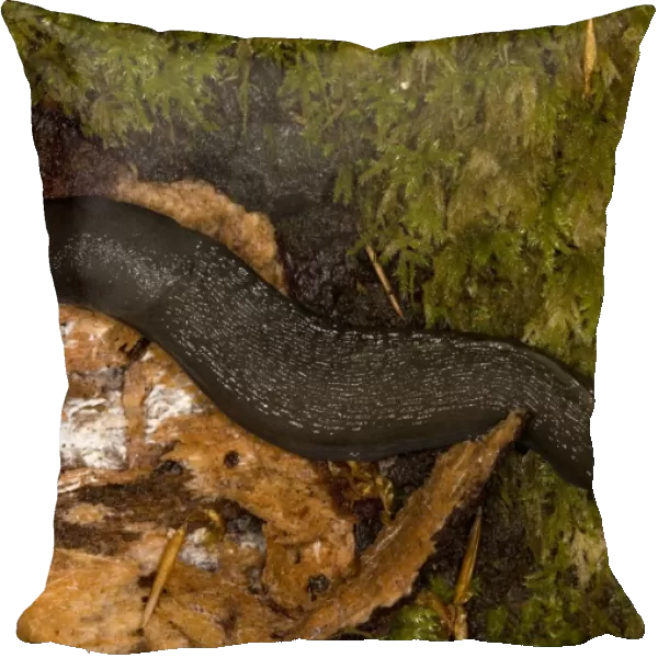 Large woodland slug, on old log