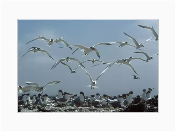Elegant Terns - flock returning to nests