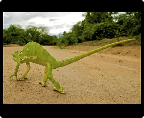 Flap Necked Chameleon - walking across road - Tanzania - Africa