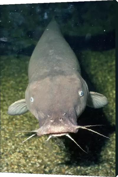 Electric Catfish - showing barbels around mouth