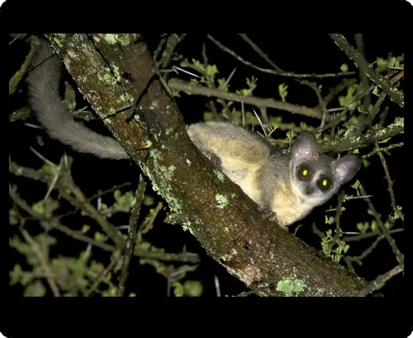 Northern Lesser Galago - at night on acacia branch - Ngorongoro Conservation Area - Tanzania - Africa