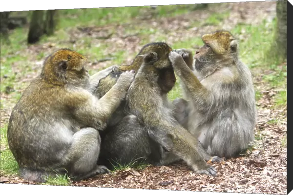 Barbary Macaque - three grooming. La Montagne des Singes - Kintzheim - Alsace - France
