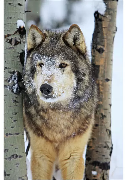 Grey  /  Timber Wolf - in snow. Montana - USA