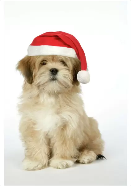 DOG - Lhasa Apso - 12 week old puppy with Christmas hat Digital Manipulation: Hat JD