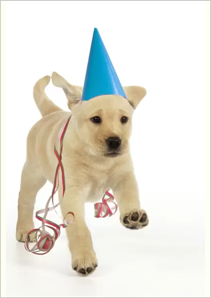 Dog. 8 week old labrador puppy in party hat and streamers Digital Manipulation: party hat, streamers JD
