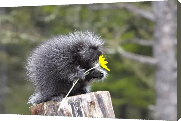 North American Porcupine - baby holding yellow flower. Montana - USA
