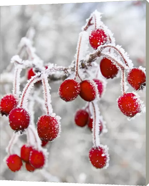 Frost covered Red Hawthorn berries - Oxon - December Digital Manipulation: snow to background, cleaned, brightened