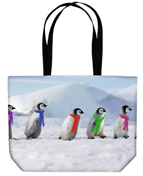 Emperor Penguins. 6 young ones walking in a line wearing scarves. Snow hill island Antarctica Digital Manipulation: added penguns to right & scarves