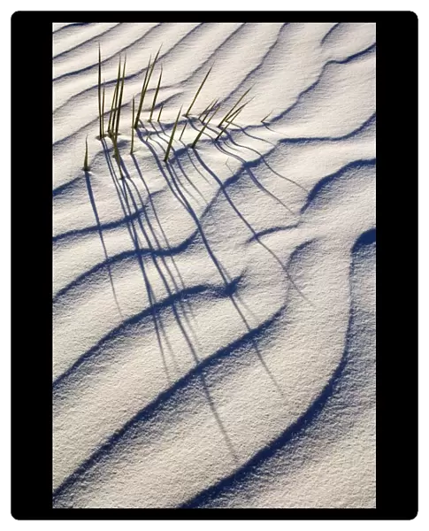 Yucca - buried with only the tips of the yucca's leafs appearing through white gypsum dune - White Sands National Monument - New Mexico - USA
